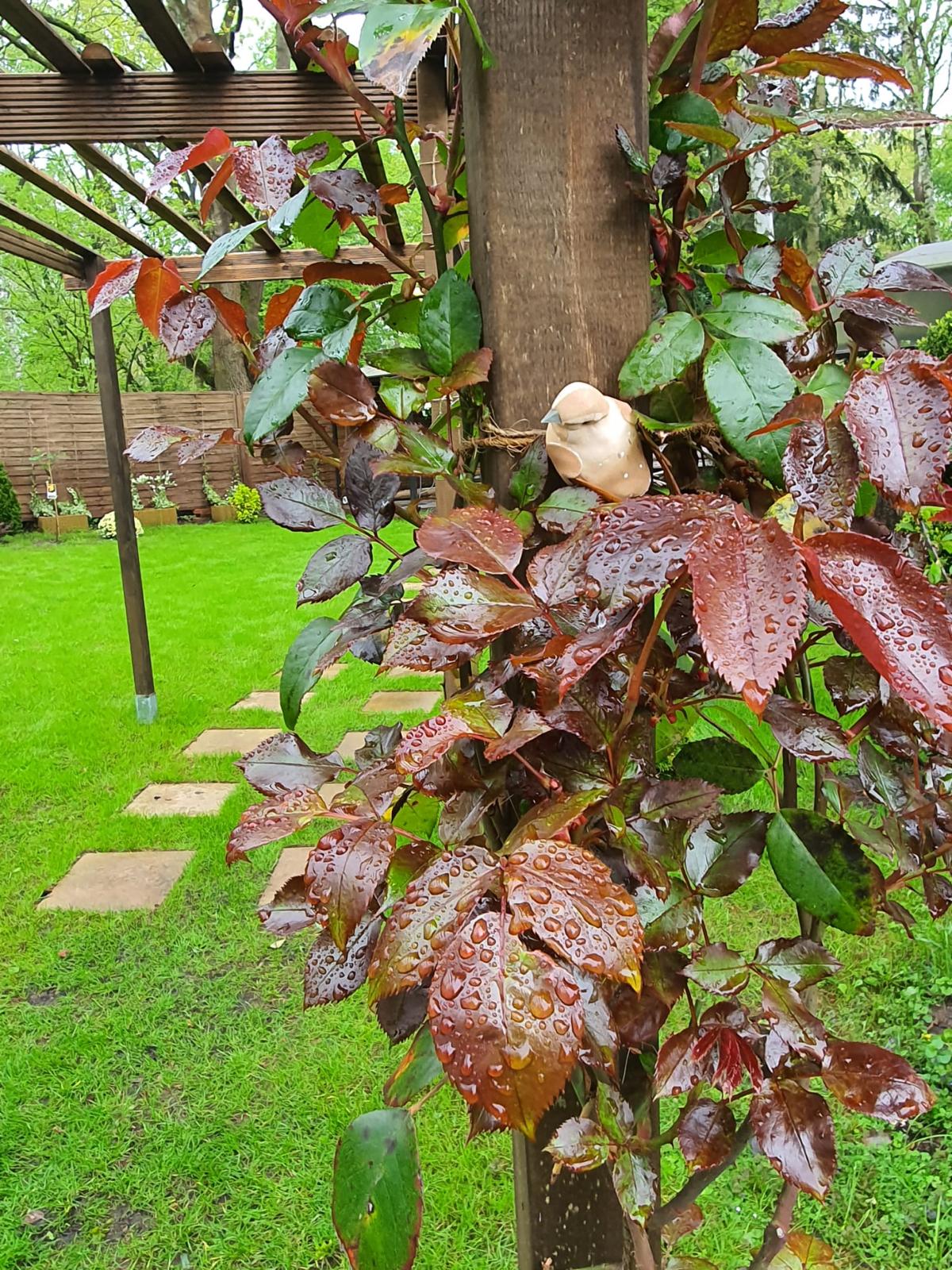 Neuanlage eines Gartens: Bepflanzung von Blumenbeeten und Installation von Bewässerung.